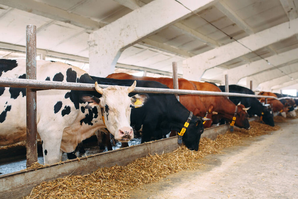 Cows on Farm. Cows eating hay in the stable. - Φωτογραφία, εικόνα