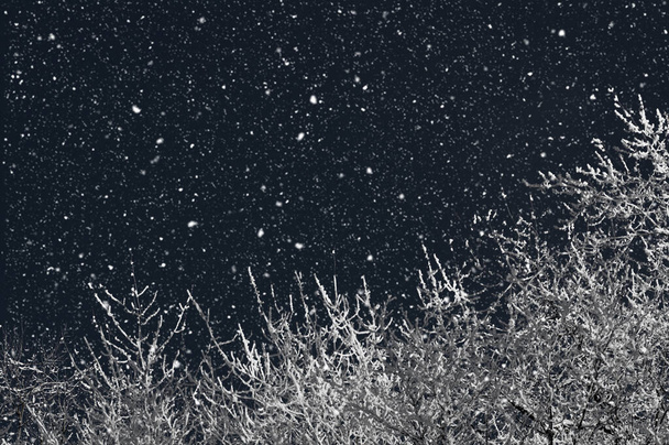 nieve blanca en el cielo nocturno, ramas en la nieve sobre un fondo negro - Foto, Imagen