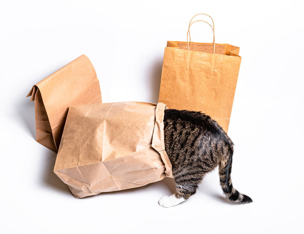 Gato sentado em um papel, saco de artesanato, caixa. O conceito de entrega, embalagem, uso do meio ambiente, compras - Foto, Imagem