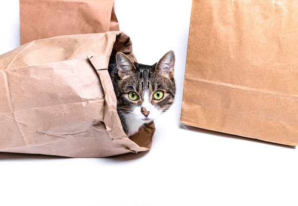 Gato sentado em um papel, saco de artesanato, caixa. O conceito de entrega, embalagem, uso do meio ambiente, compras - Foto, Imagem