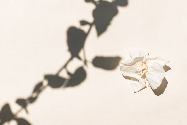 Суха біла квітка і тінь з листя. Квітковий мінімальний дизайн. Стиль, тенденція для блогерів
 - Фото, зображення