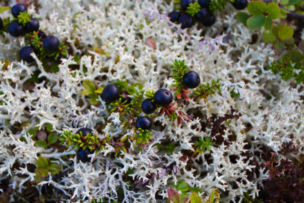Bush of crowberryin on the reindeer moss background, the murmansk forest - Фото, зображення