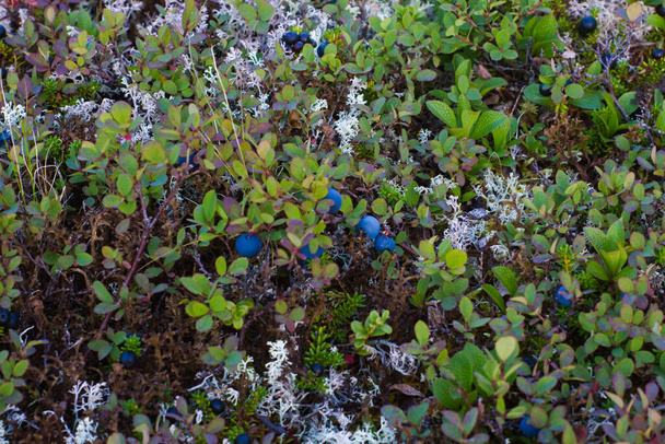 blueberry bush in the forest - Фото, зображення