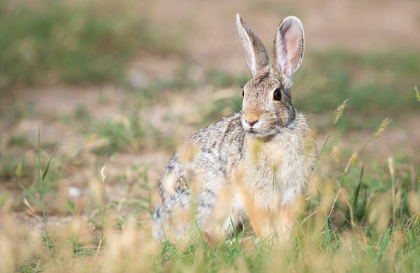 カナダの草原でのウサギ - 写真・画像