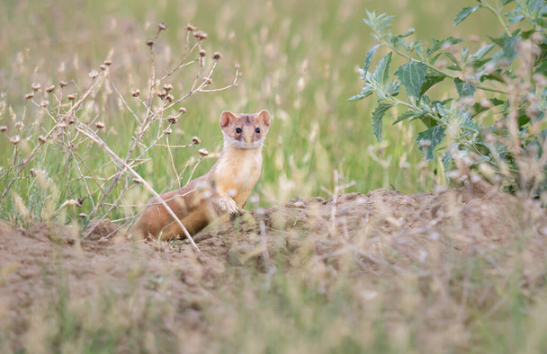 Long tailed weasel in the prairies - Φωτογραφία, εικόνα
