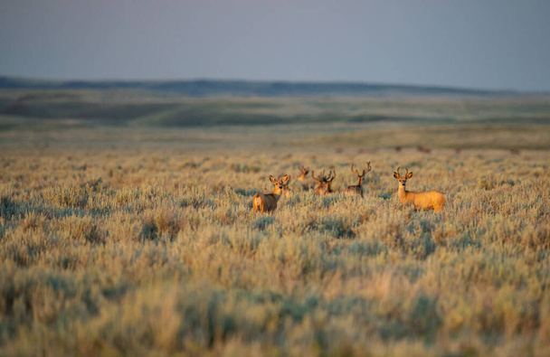 Bucks nas pradarias canadenses - Foto, Imagem