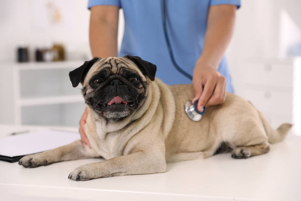 Veterinarian examining cute pug dog in clinic, closeup. Vaccination day - Фото, зображення
