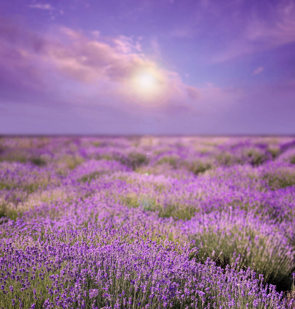 Beautiful sky over lavender field on sunny day - Φωτογραφία, εικόνα