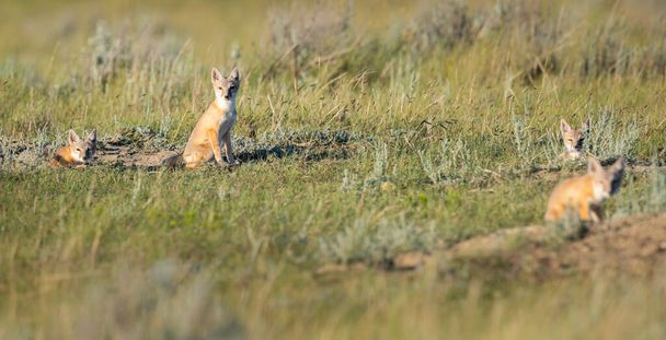 Endangered swift fox in the wild - Photo, Image