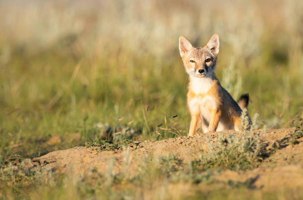 Endangered swift fox in the wild - Photo, Image
