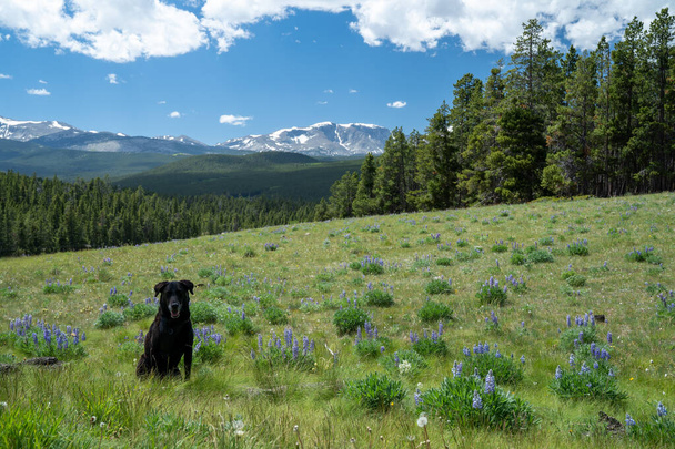 Black labrador retriever dog sits in a field of purple lupine wildflowers, with Loaf Mountain in background in Bighorn National Forest Wyoming - Photo, Image