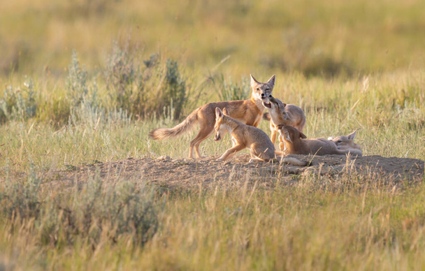 Veszélyeztetett gyors róka a vadonban - Fotó, kép