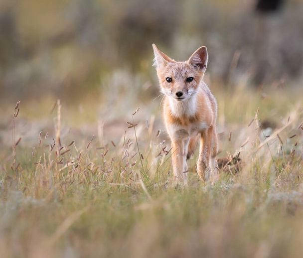 Απειλούμενη γρήγορη αλεπού στην άγρια φύση - Φωτογραφία, εικόνα