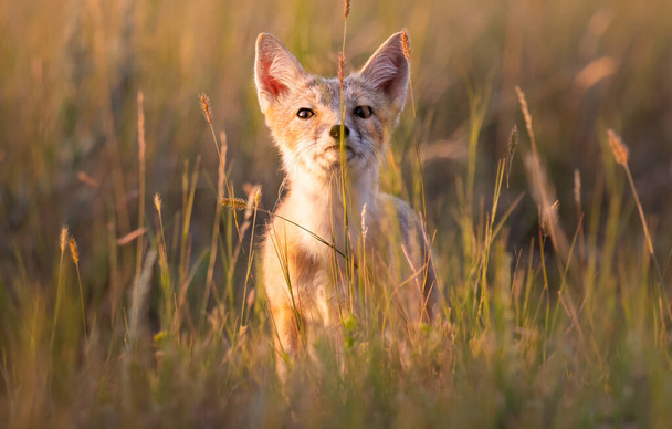 Veszélyeztetett gyors róka a vadonban - Fotó, kép