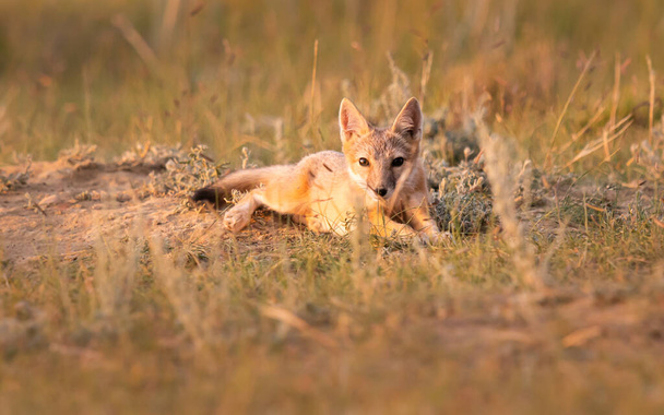 Απειλούμενη γρήγορη αλεπού στην άγρια φύση - Φωτογραφία, εικόνα