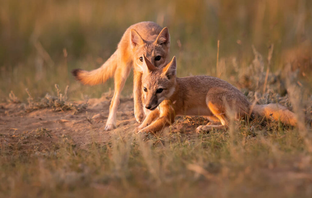 Вымирающий лис в дикой природе - Фото, изображение