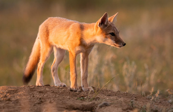 Вымирающий лис в дикой природе - Фото, изображение