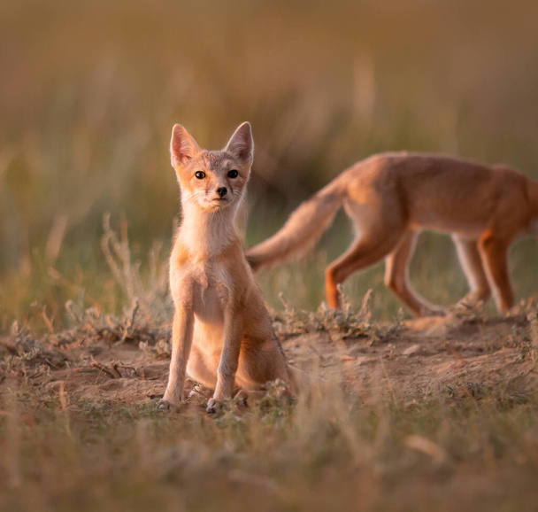 Ohrožená rychlá liška v divočině - Fotografie, Obrázek