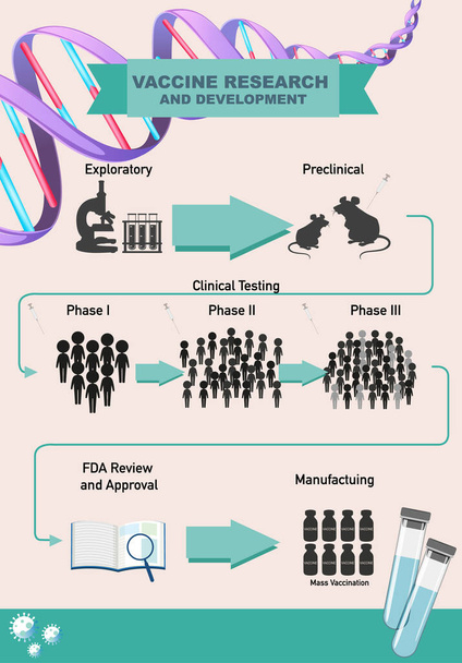 Ilustración infográfica de investigación y desarrollo de vacunas - Vector, imagen