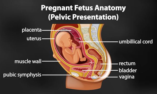 Grávida ilustração do diagrama de anatomia do feto - Vetor, Imagem