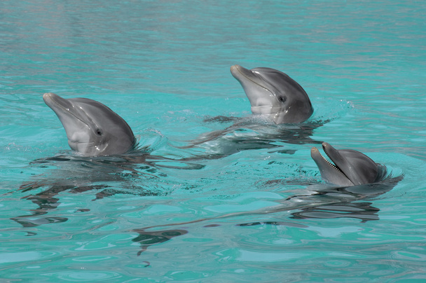 drie dolfijnen - Foto, afbeelding
