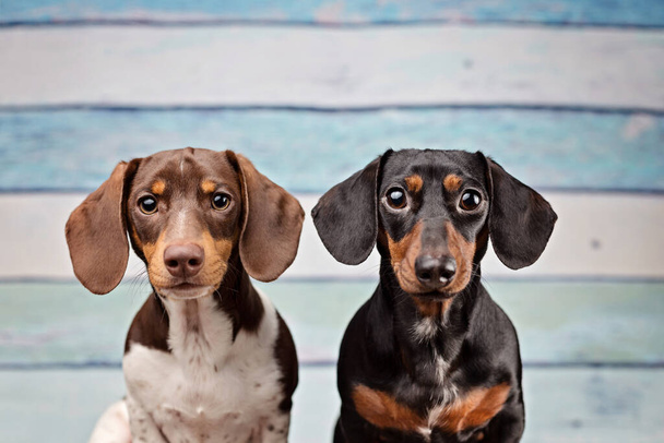 portrait of two dachshunds on blue wood background - Photo, Image