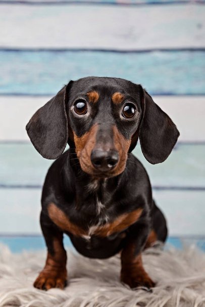 portrait of a dachshund on blue wood background - Zdjęcie, obraz