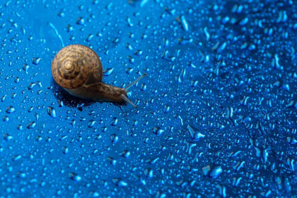 Petit Fruticicola fruticum curieux, connu sous le nom d'escargot de brousse une espèce d'escargot terrestre respirant l'air de la famille des Bradybaenidae sur une surface réfléchissante bleue avec des gouttes d'eau, vue du dessus, espace de copie - Photo, image