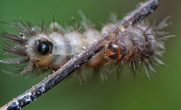 the early stage of Tussock Moth caterpillar - Photo, Image