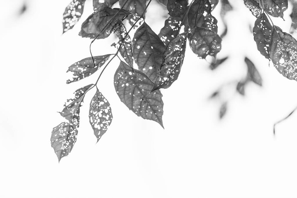feuille noire et blanche avec trous, mangée par les ravageurs, nature - Photo, image