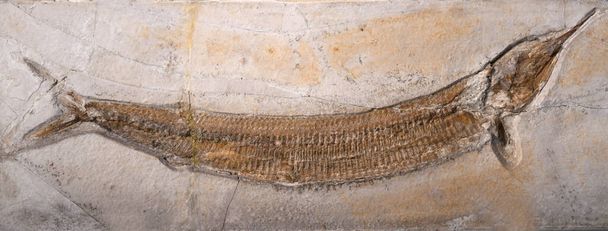 gros plan sur les poissons fossiles dans la roche - Photo, image