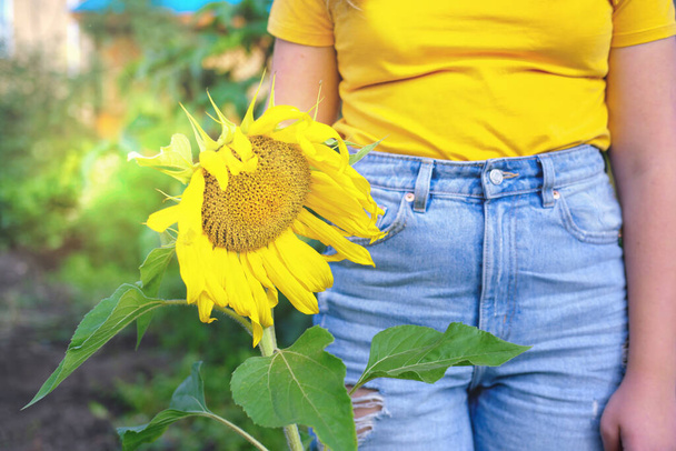 geknipt zicht op een meisje dat een zonnebloem vasthoudt. een tiener in spijkerbroek en geel t-shirt lopend in een tuin met zonnebloem. onherkenbare tiener.  - Foto, afbeelding