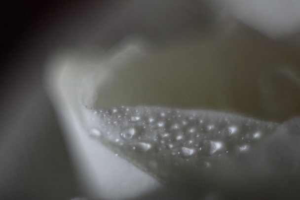 white rose petal water droplets - Фото, зображення