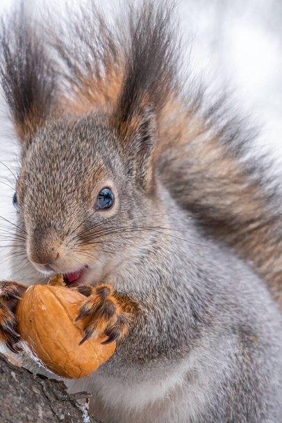 Portrait of a squirrel with nut in winter or autumn. The squirrel sits on a branches in the winter or autumn. Eurasian red squirrel, Sciurus vulgaris - Foto, afbeelding