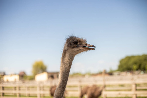 A soft focus of an ostrich at a farm on a sunny day - Фото, изображение