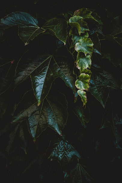 Un primer plano de hojas de hiedra en el árbol, textura para el fondo - Foto, imagen