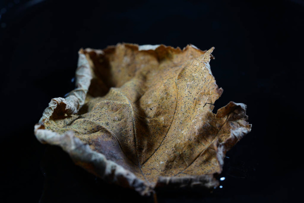 A closeup shot of a dried leaf isolated on a black background - Фото, изображение