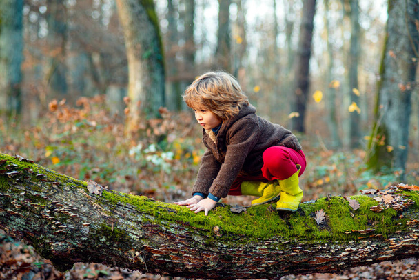 Portrait of child boy sitting up the autumn yellow tree. - Zdjęcie, obraz