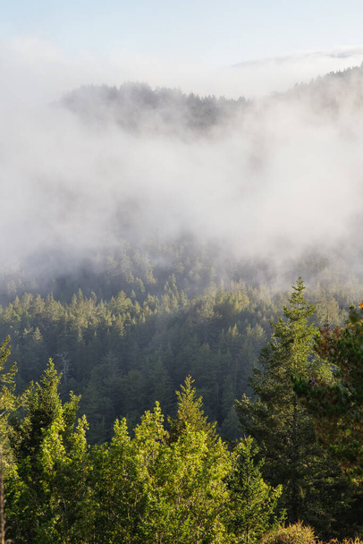 A beautiful vertical shot of mist accumulation over a forest area - Valokuva, kuva