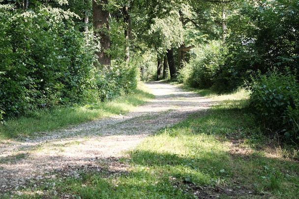 A beautiful view of a gravel road going through the green trees on a sunny day - Foto, immagini