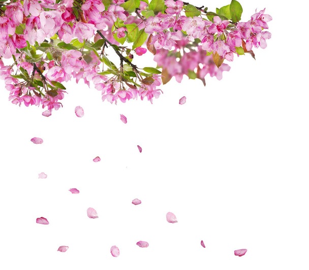 apple tree flower branches and falling petals isolated on white background - Photo, Image