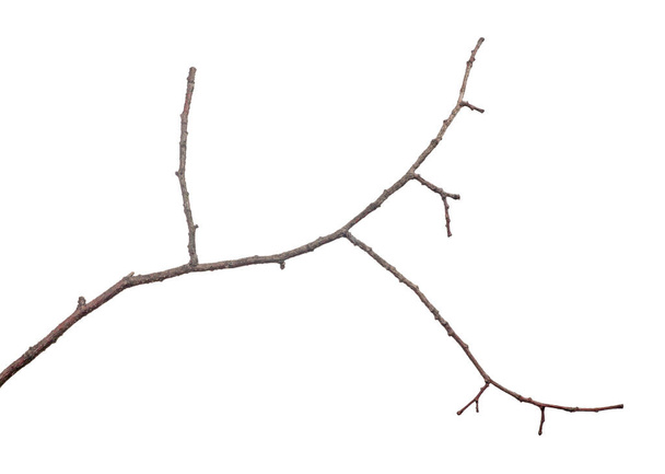 malý holý strom větev izolované na bílém pozadí - Fotografie, Obrázek