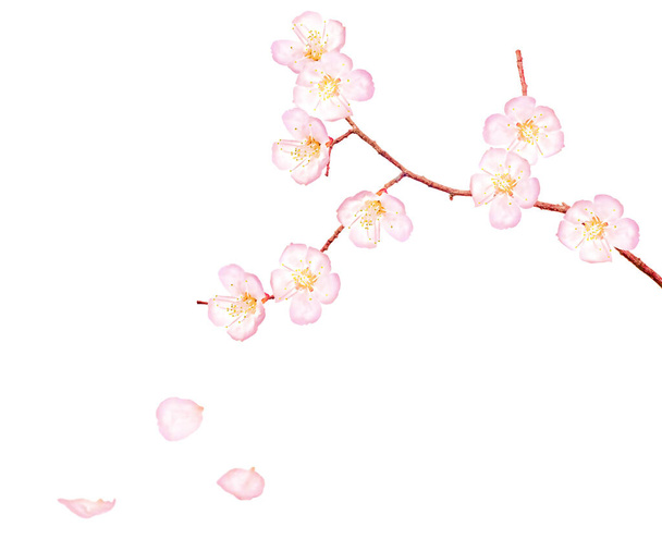 cherry tree flowers isolated on white background - Photo, Image