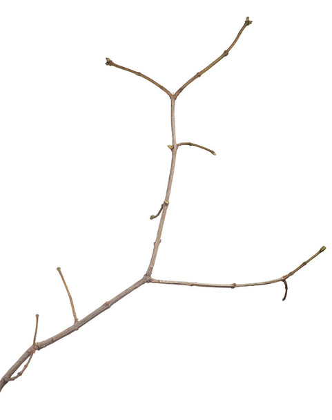 pequeña rama desnuda del árbol aislada sobre fondo blanco - Foto, Imagen