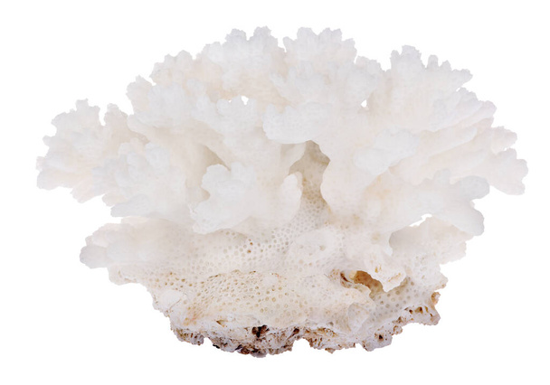 coral claro aislado sobre fondo blanco - Foto, imagen