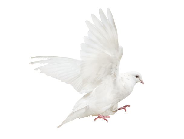 foto de la paloma voladora aislada sobre fondo blanco - Foto, Imagen