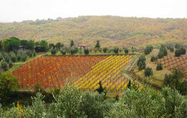 Tuscan Vineyard - Photo, Image