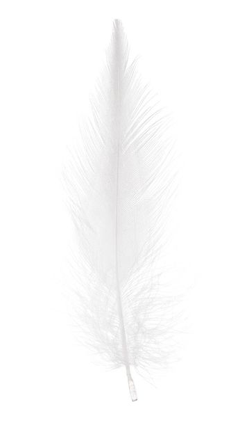 bolyhos toll elszigetelt fehér háttér - Fotó, kép