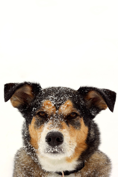 Retrato de cão pastor alemão na neve - Foto, Imagem
