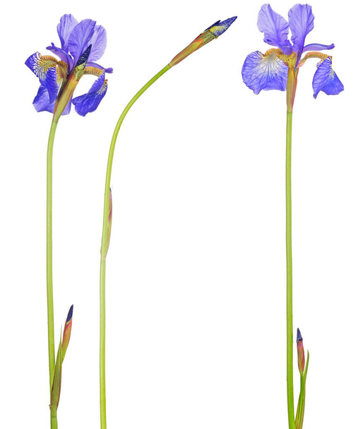 白い背景に隔離された青い虹彩の花のセット - 写真・画像